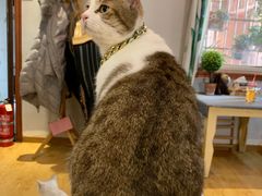 -万小咖.猫咖(中山路天虹店)