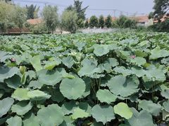 -鉴湖国家城市湿地公园