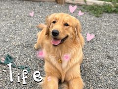 -百好乐宠物友好餐厅(朝外大街店)