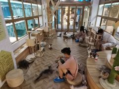 -猫色咖啡·猫咖