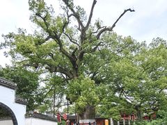-新安江山水画廊风景区