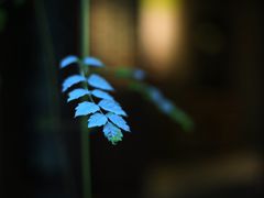 -竹吟山房