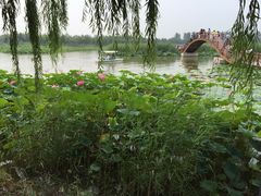 白洋淀风景区-白洋淀风景区