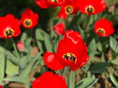 -石家庄市植物园