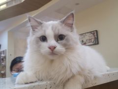 -滚猫咖啡·猫咖·猫友好撸猫(未来城店)