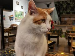 -平行世界·猫咖(首经贸店)