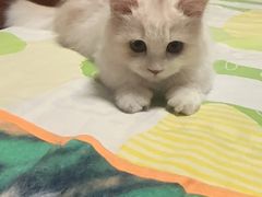 -老吴的猫·猫舍(新区店)