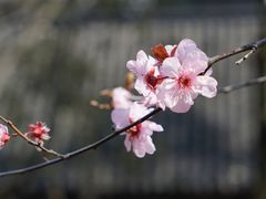 -香雪海