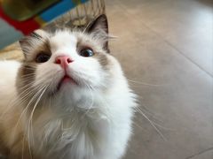 -飞行喵MR PILOT|猫舍·猫咖(静安大融城店)