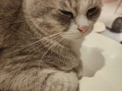 -猫儿山۰猫主题餐厅