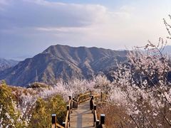 -大岭沟猕猴桃谷风景区