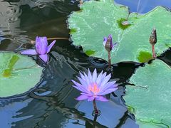 -国家植物园南园