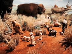 -陕西自然博物馆