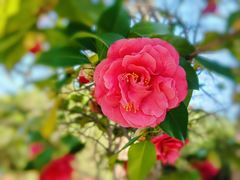 -八大山人梅湖景区