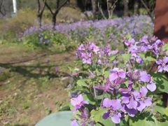 -苏州上方山国家森林公园