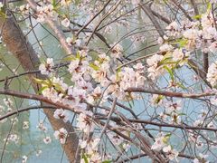 -桃花堤公园
