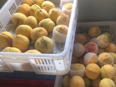 -樂桃源奉贤黄桃种植采摘基地