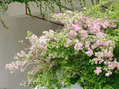 -深圳仙湖植物园