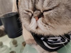 -楼上猫咖(罗湖店)