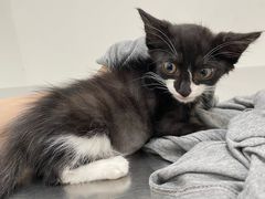 -汪喵宠物医院·骨科心脏影像·犬猫急重症ICU诊疗中心(成华分院)