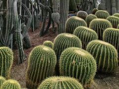 -南山植物园
