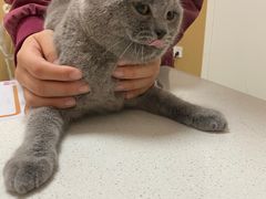-瑞派康怡24h宠物医院·犬猫医疗中心·微创绝育(瑞景分院)