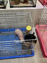 -Moni星球萌宠·小马宝莉·灵蛇·高端高阶全萌宠互动体验俱乐部(红豆国际广场店)