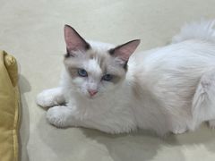 -COLOR PETS 撸猫馆·购猫·猫咖(长风大悦城店)
