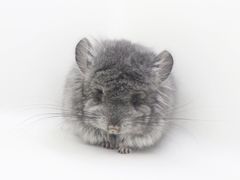 -龙猫仔乐园(惠福东路店)