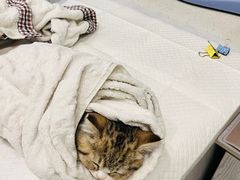 -纳吉亚猫专科动物医院·北北分院
