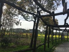 -田园东方蜜桃村的田野营地
