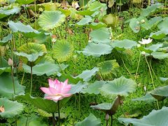 -荔湾湖公园