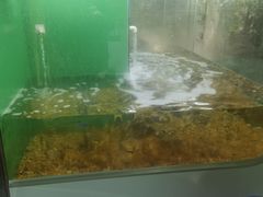 -上海大自然野生昆虫馆(东方明珠·爬宠昆虫探索中心)