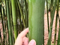 -眉山湿地公园(东坡区)