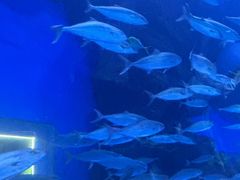 -成都浩海立方海洋公园