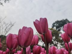 -南山植物园