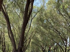 -野鸭湖国家湿地公园