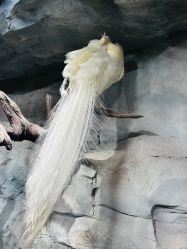 -Zoolung Zoolung动物主题公园(海信广场店)