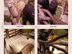-正佳雨林生态植物园