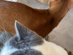 -飞行喵MR PILOT|猫舍·猫咖(静安大融城店)