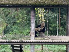 -中国大熊猫保护研究中心雅安碧峰峡基地