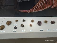 -陕西自然博物馆