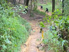 -黄埔油麻山森林公园