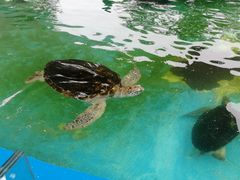 -北戴河圣蓝海洋公园