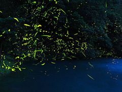 -怀托摩萤火虫洞