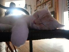 -喵园·猫主题咖啡厅·撸猫·猫咖(国贸店)