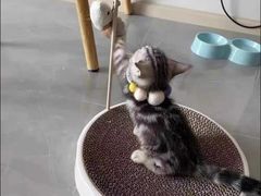 -客栈猫舍(中央北路店)