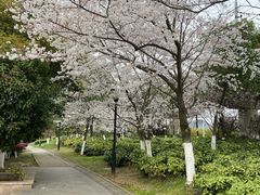 -羊山湖公园