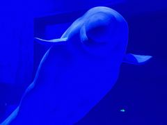 -上海海昌海洋公园