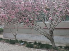 -莱阳濯村樱花园